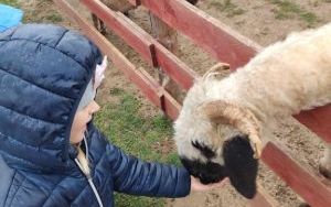 Wycieczka do Krainy Alpak (11)