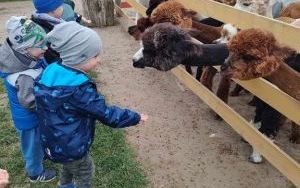 Wycieczka do Krainy Alpak (13)
