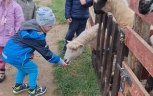 Wycieczka do Krainy Alpak (5)