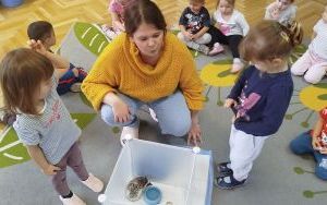 Kolczasty jesienny gość (2)