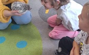 Kolczasty jesienny gość (10)