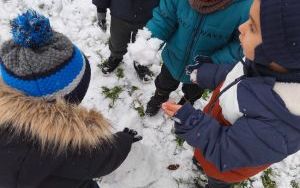 Zabawy Puchatków na śniegu (8)
