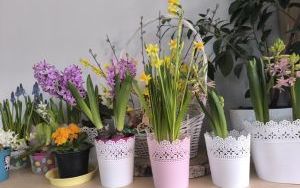 Witamy Wiosnę - tworzymy wiosenny ogródek (10)