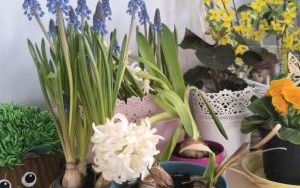 Witamy Wiosnę - tworzymy wiosenny ogródek (11)