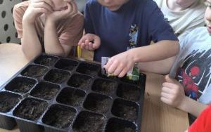 Witamy Wiosnę - tworzymy wiosenny ogródek (15)