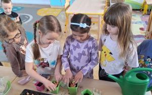 Ogródek w grupie Biedronki (3)